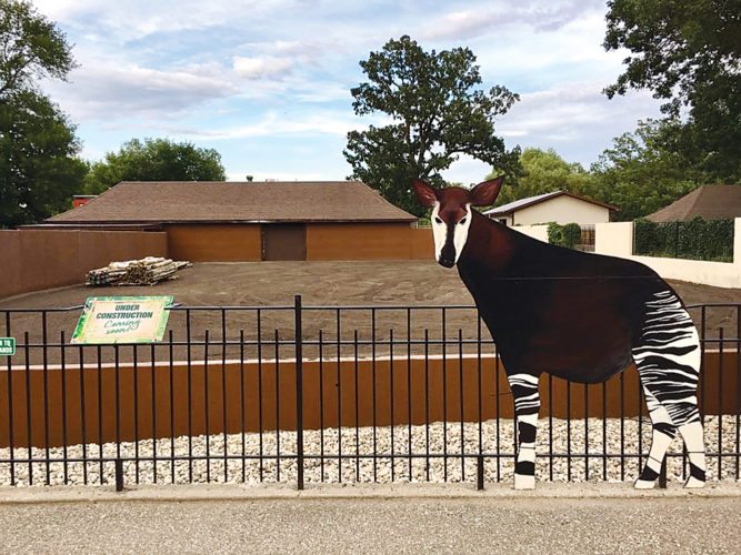 Minot zoo getting rare okapi News, Sports, Jobs Minot Daily News
